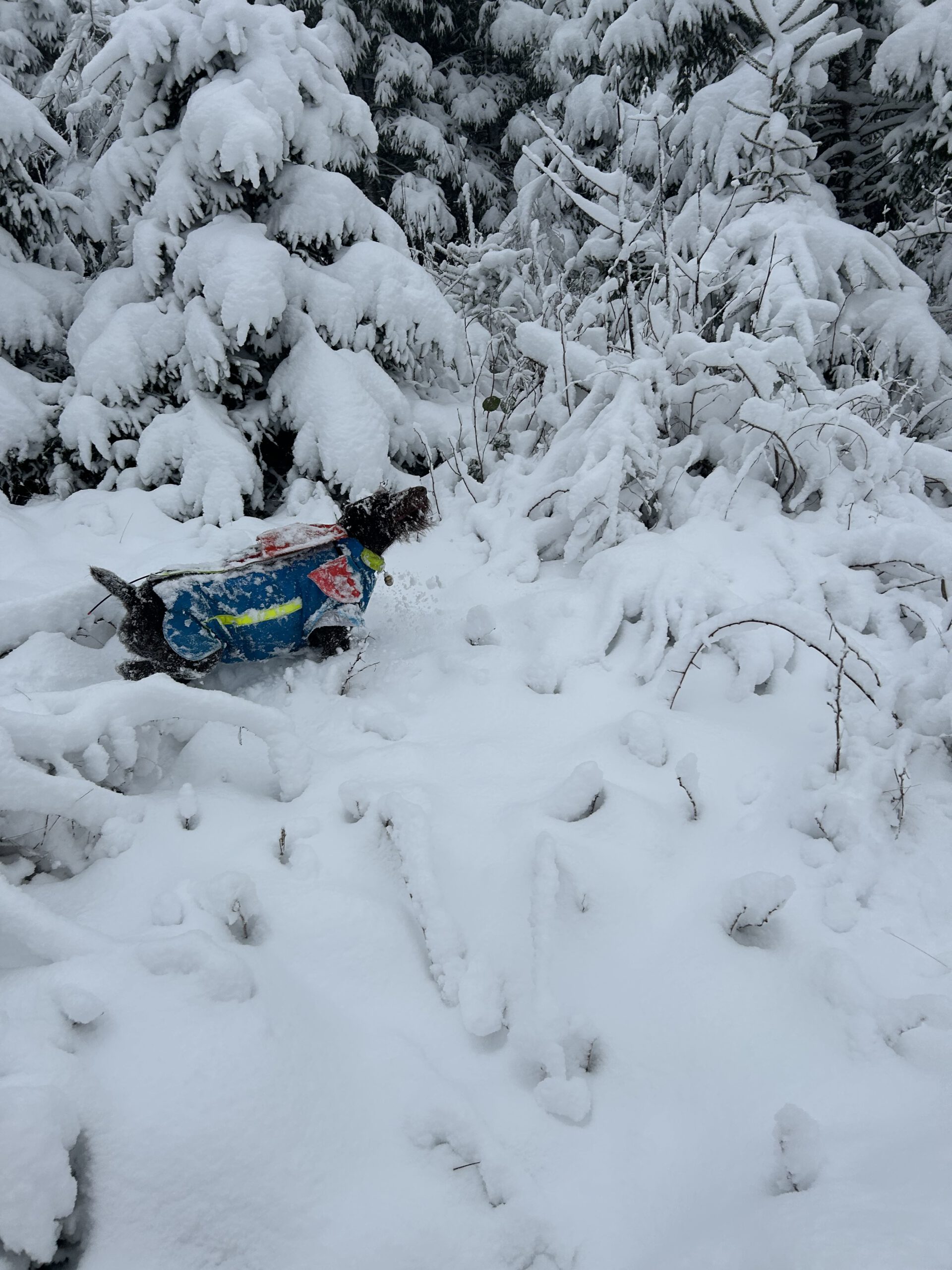 Nennung zur Verbandsprüfung