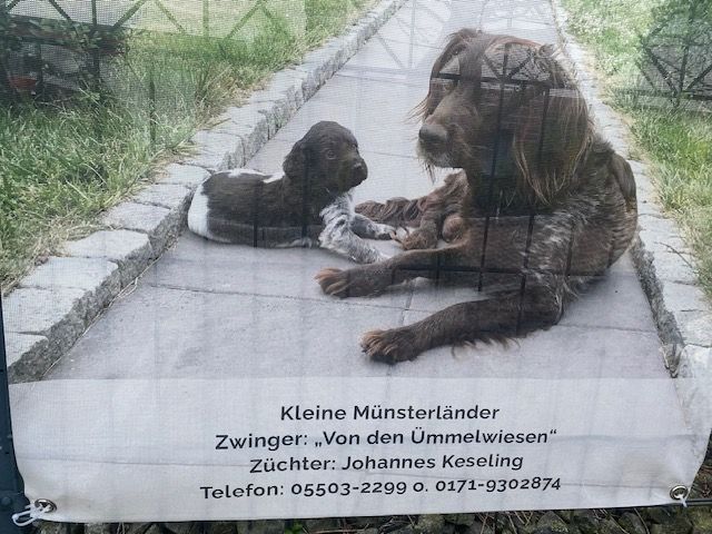 Welpen „von den Ümmelwiesen“